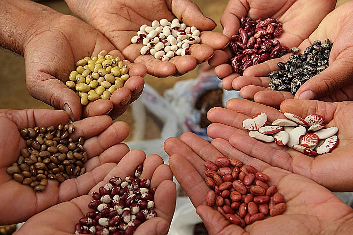 círculo formado por várias mãos de agricultores, cada par segurando uma variedade diferente de feijão. A co