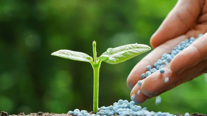 close-up de uma pequena muda de planta, com folhas verdes e vibrantes, brotando do solo. Ao lado, uma mão h