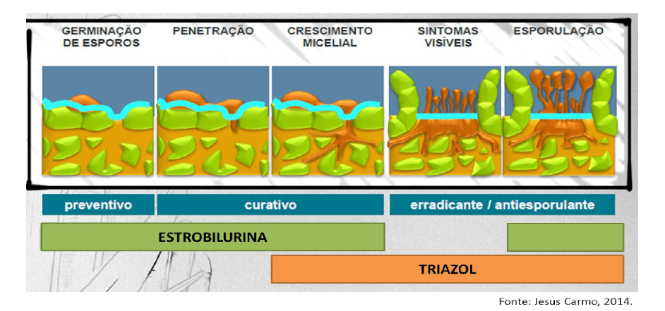 infográfico detalhado que ilustra as cinco fases do ciclo de uma doença fúngica em uma planta e a janela de atu