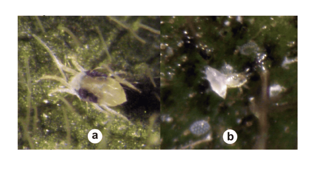 composição de duas micrografias, rotuladas como ‘a’ e ‘b’, que mostram o ácaro-rajado (Tetranychus urticae) em