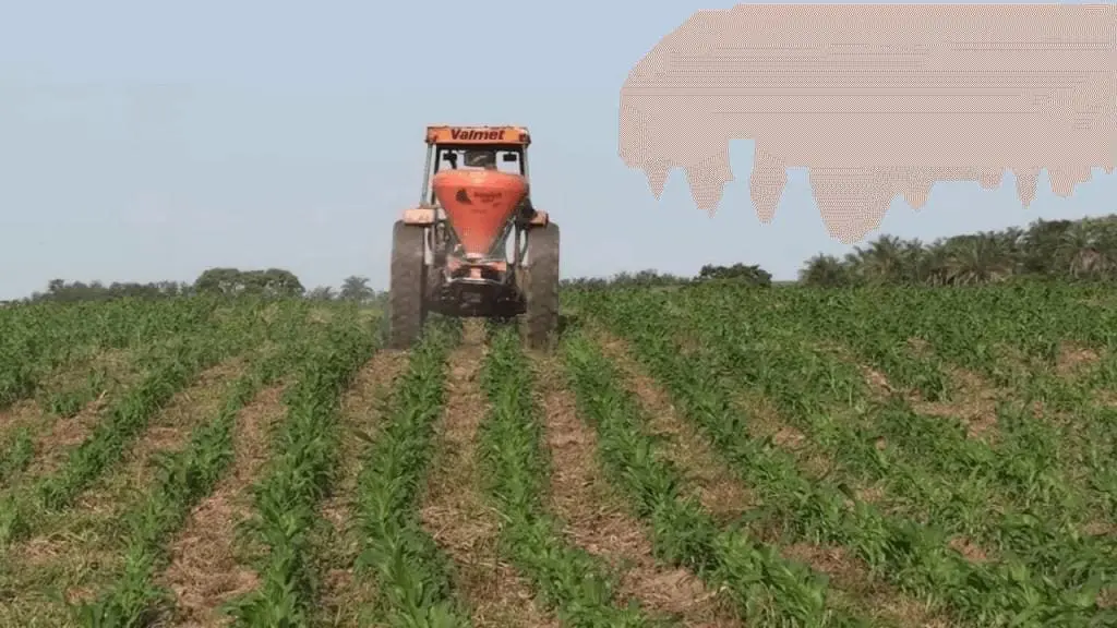 operação agrícola em pleno andamento em uma lavoura de milho. No centro, um trator laranja da marca Valm
