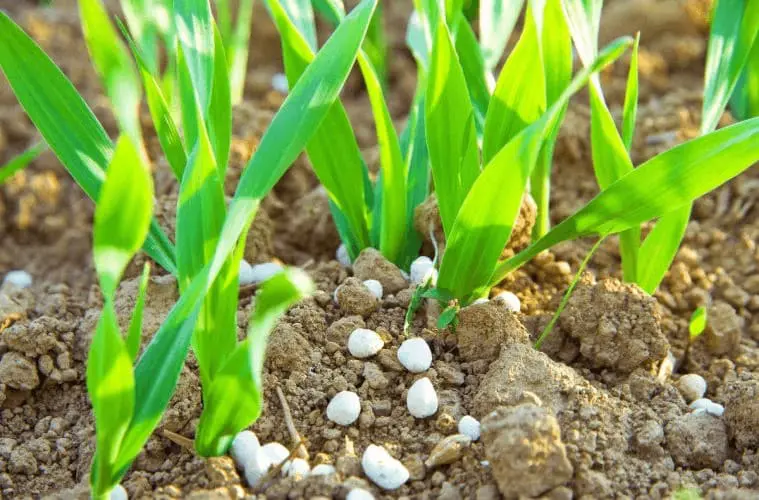 close-up de uma lavoura em estágio inicial de desenvolvimento, com plantas jovens de folhas verdes vibrante