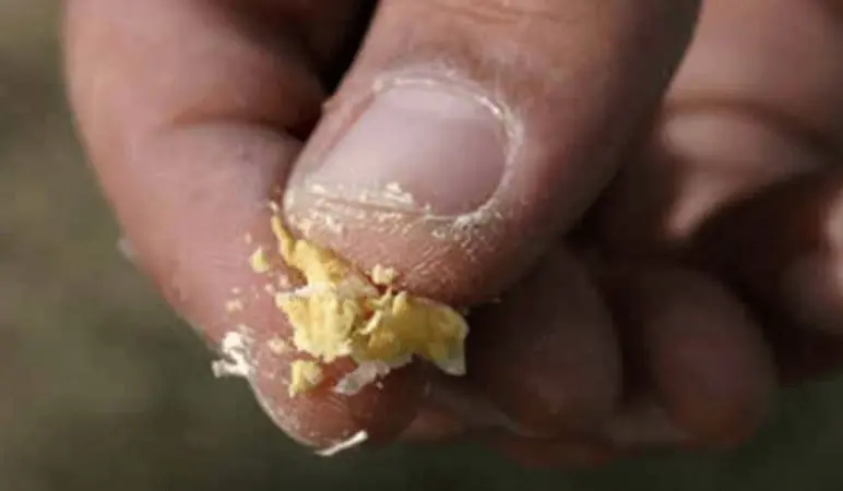 close-up extremo dos dedos de uma pessoa, provavelmente um agricultor ou técnico agrícola, esfarelando uma