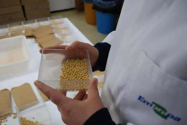 uma pessoa, vestindo um jaleco branco com o logotipo da Embrapa, em um ambiente de laboratório. Suas mãos segu