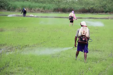 três trabalhadores rurais em uma lavoura de arroz, que aparenta estar em estágio inicial de desenvolvimento