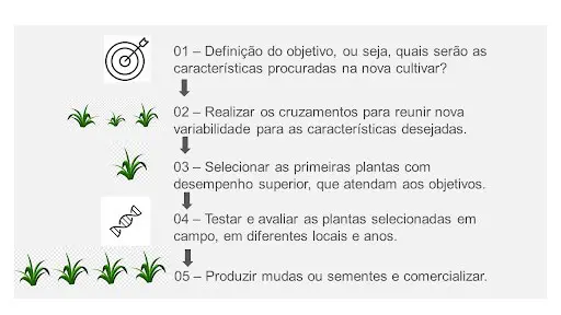 infográfico que descreve, de forma visual e sequencial, as cinco etapas fundamentais do processo de melhorament