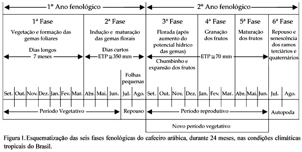 diagrama detalhado que esquematiza as seis fases fenológicas do cafeeiro arábica ao longo de um ciclo d
