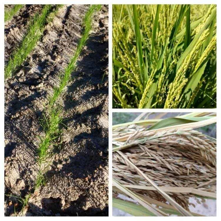 Fenologia do arroz