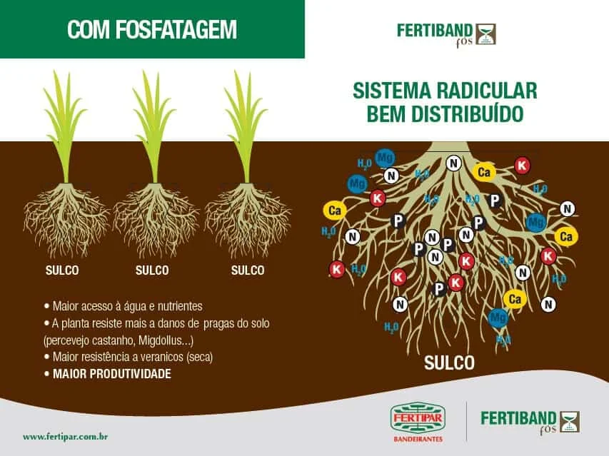 infográfico técnico que ilustra os benefícios da fosfatagem na agricultura. A ilustração é dividida em duas par