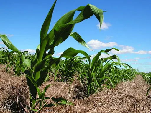 uma lavoura de milho em estágio inicial de desenvolvimento, cultivada sob o sistema de plantio direto. Em prim