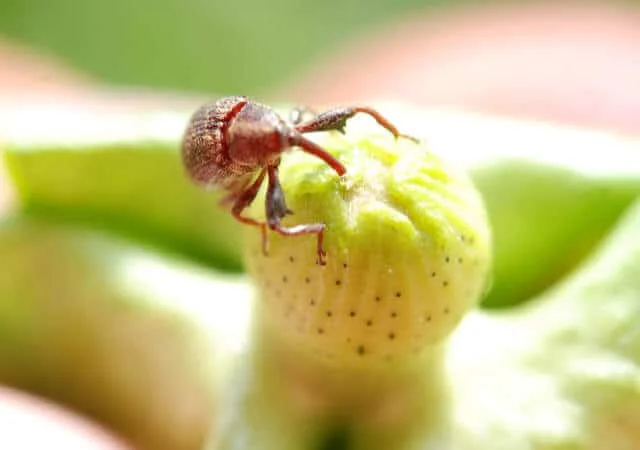 uma fotografia macro de um bicudo-do-algodoeiro (Anthonomus grandis), uma das pragas mais devastadoras para a