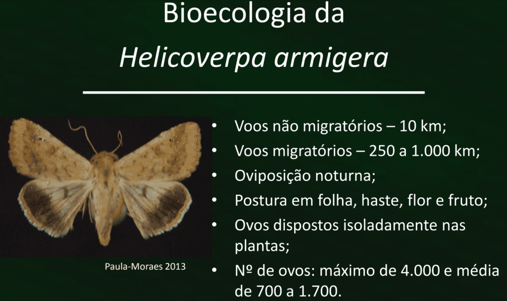 slide informativo que detalha a bioecologia da Helicoverpa armigera, uma mariposa que é uma praga agrícola de