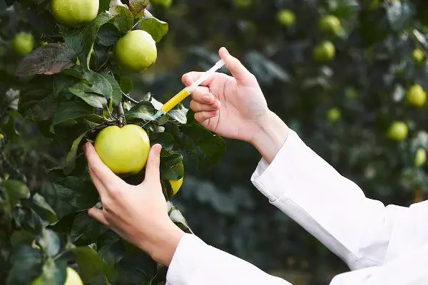 uma cena focada na aplicação da ciência na agricultura. Em primeiro plano, as mãos de uma pessoa, vestindo um
