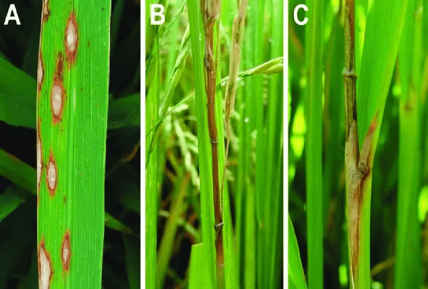 composição de três fotografias (A, B, C) que ilustram os diferentes sintomas da brusone, uma das principais do