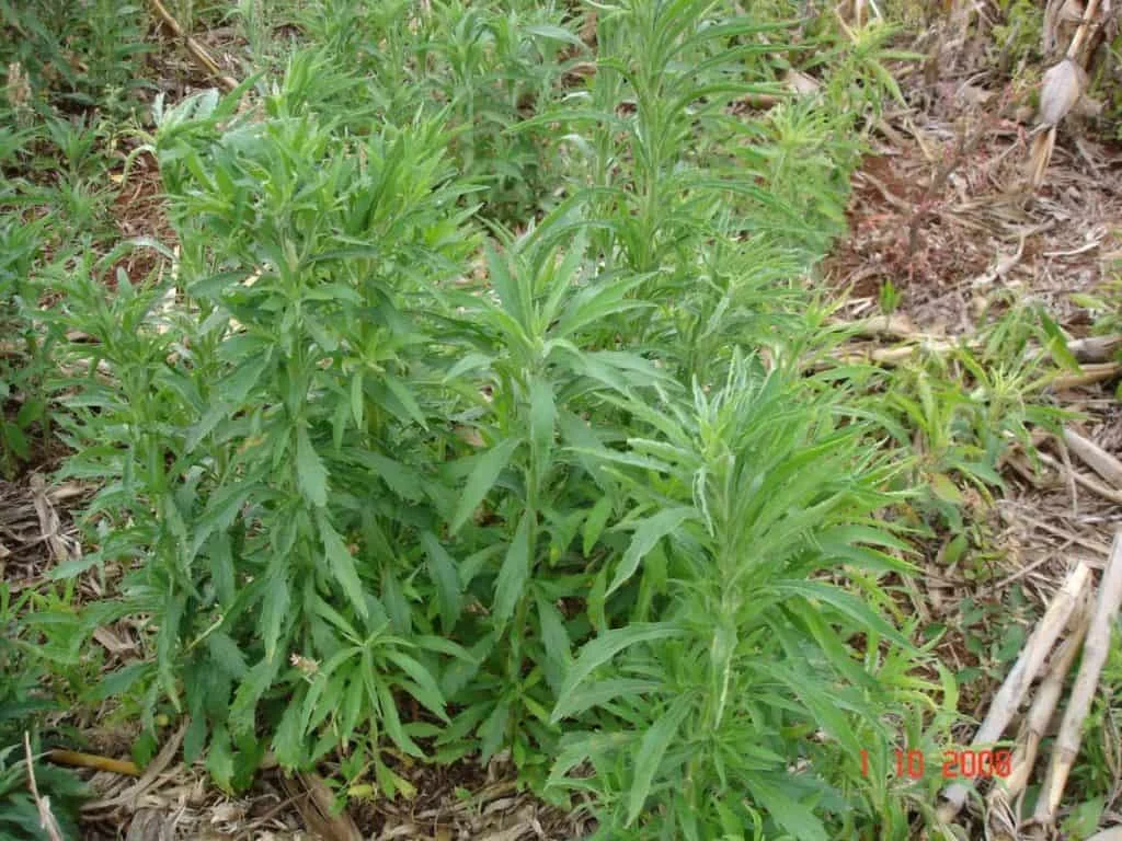 uma infestação da planta daninha conhecida como buva (Conyza bonariensis) em uma área agrícola. As plantas, de