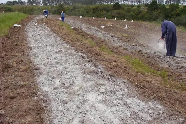 cena de trabalho agrícola em uma área rural, onde três trabalhadores realizam a preparação do solo em um