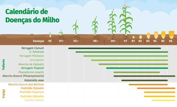 Este infográfico, intitulado ‘Calendário de Doenças do Milho’, é uma ferramenta visual que ilustra as principais doenças que