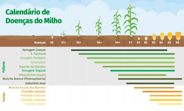 infográfico informativo intitulado ‘Calendário de Doenças do Milho’. Ele ilustra visualmente a correlação entre