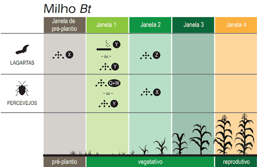 Este infográfico detalha um plano de manejo de pragas para a cultura do milho Bt, focando em lagartas e percevejos. A imagem