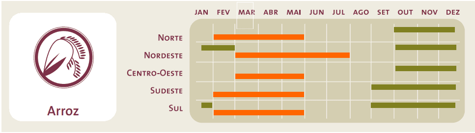 infográfico detalhado sobre o calendário agrícola do arroz no Brasil. À esquerda, um ícone estilizado d