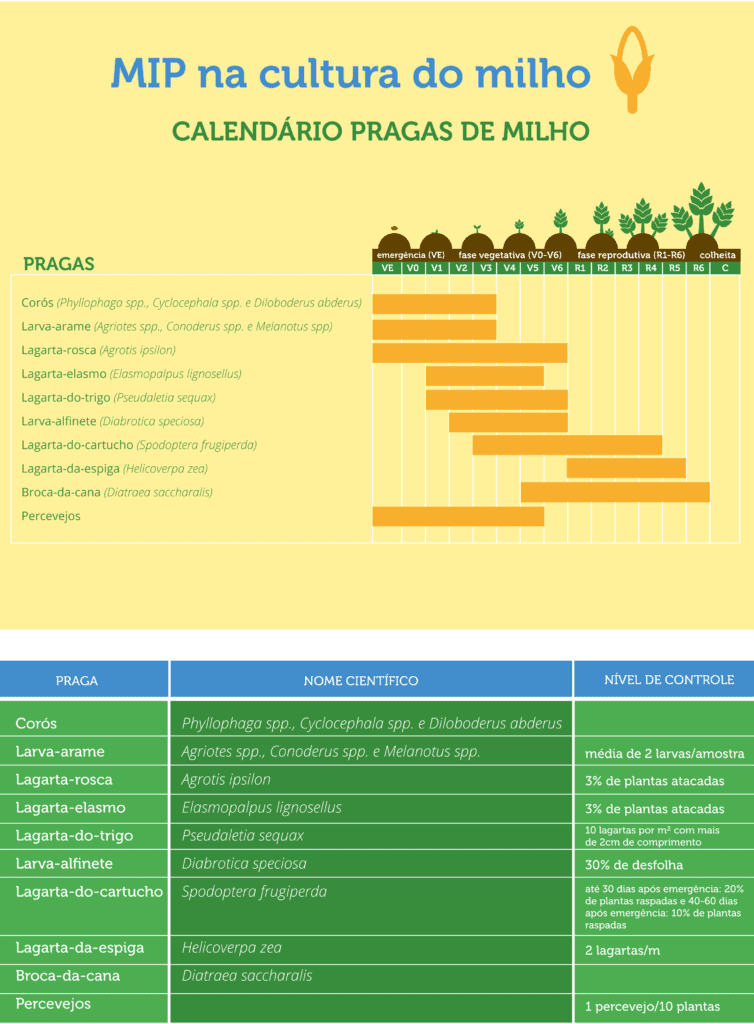infográfico detalhado sobre o Manejo Integrado de Pragas (MIP) na cultura do milho. Dividida em duas seções pri