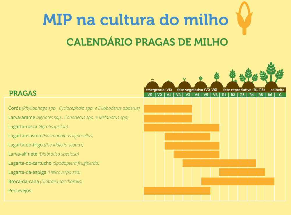 infográfico educativo intitulado ‘MIP na cultura do milho: Calendário Pragas de Milho’. Ele funciona como um gu