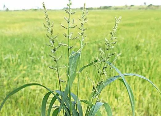 primeiro plano, com foco nítido, uma planta de capim-arroz (Echinochloa crus-galli), uma conhecida planta d