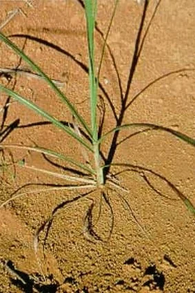 close-up de uma planta daninha, provavelmente da espécie Brachiaria decumbens, conhecida como capim-braquiá