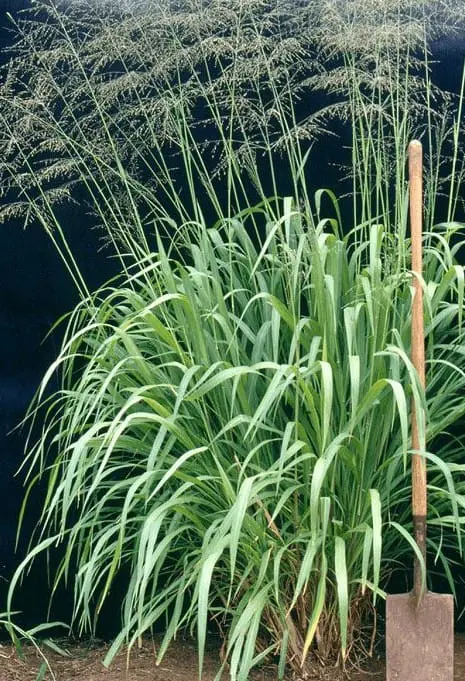 uma touceira densa e viçosa de capim, provavelmente da espécie Panicum maximum, como o Capim-Mombaça ou Tanz