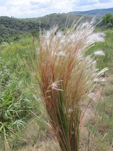 primeiro plano um tufo de capim-rabo-de-burro (Andropogon bicornis), uma gramínea comum em pastagens bras