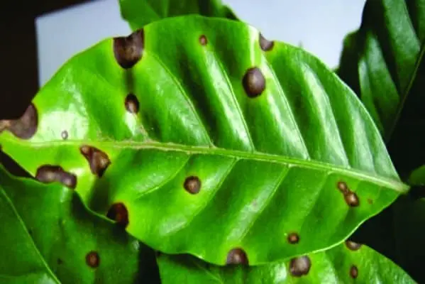close-up de uma folha de cafeeiro, de cor verde vibrante, que está visivelmente afetada por uma doença. A s