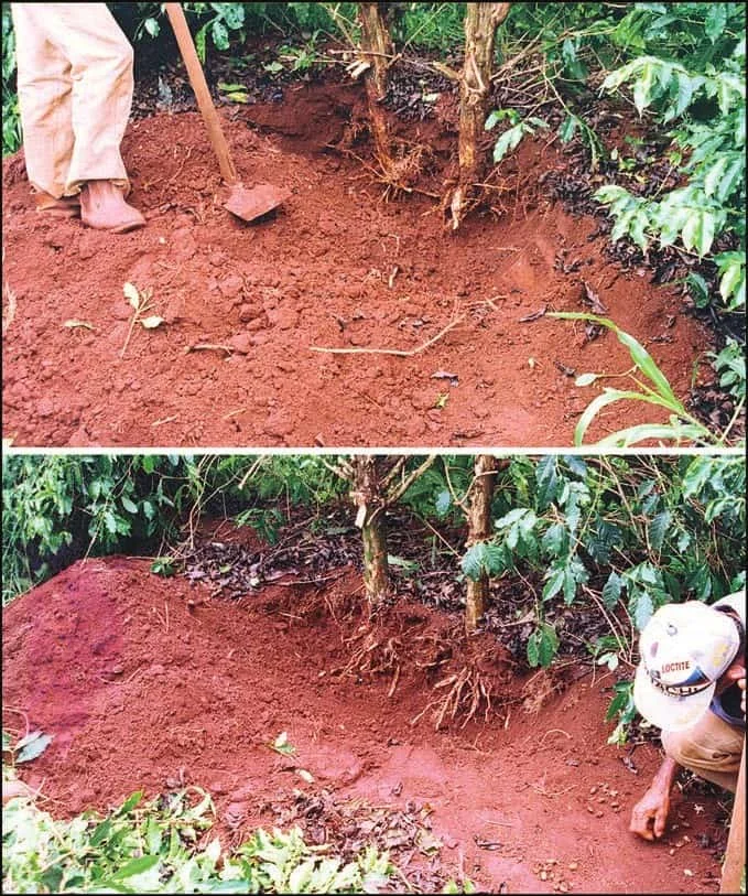 composição de duas fotos que ilustram o processo de ‘chegamento de terra’ em um cafezal. No painel superior, u