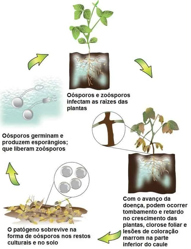 infográfico educativo que ilustra o ciclo de vida de uma doença fúngica em uma planta de soja, provavelmente a