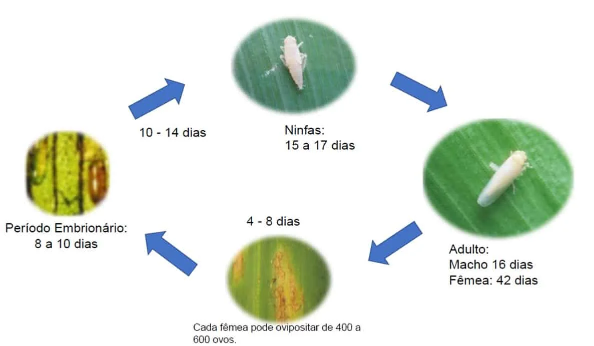 infográfico que ilustra o ciclo de vida de um inseto-praga, provavelmente a cigarrinha-do-milho (Dalbul