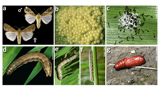 composição fotográfica que ilustra detalhadamente o ciclo de vida completo da lagarta-do-cartucho (Spodoptera