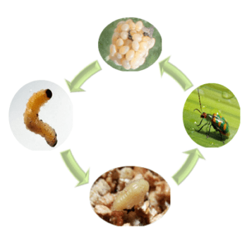 infográfico que ilustra o ciclo de vida completo da vaquinha (Diabrotica speciosa), uma praga agrícola sign