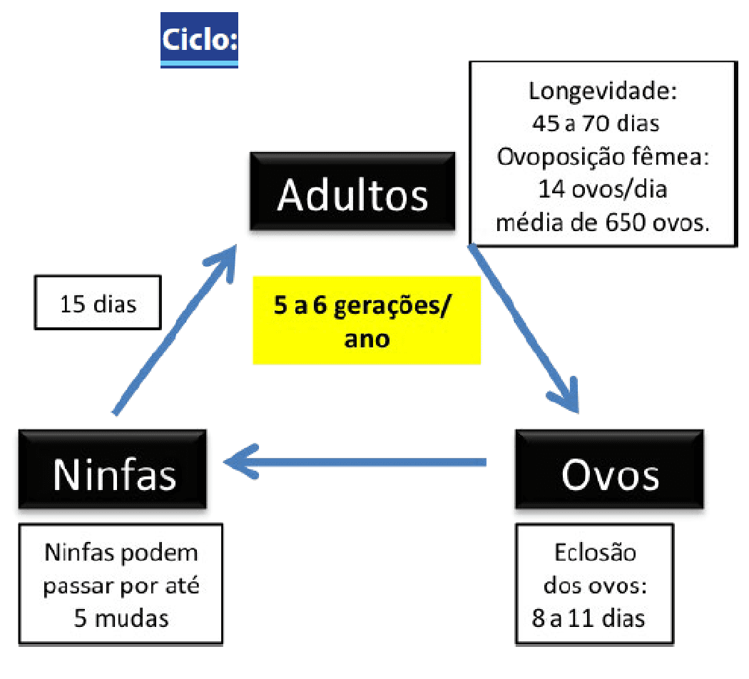 infográfico esquemático que detalha o ciclo de vida de um inseto, provavelmente uma praga agrícola. O d
