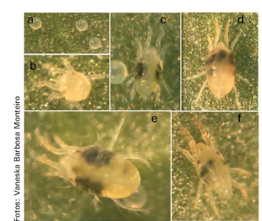 composição de seis micrografias, identificadas de ‘a’ a ‘f’, que ilustram detalhadamente as diferentes fases d