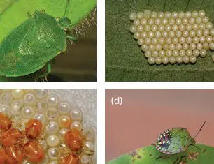 A composição de quatro imagens detalha o ciclo de vida de percevejos, pragas importantes na agricultura, especialmente na cul