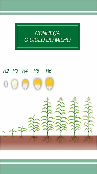 Este infográfico educacional, intitulado ‘Conheça o Ciclo do Milho’, ilustra as diferentes fases de desenvolvimento da cultur