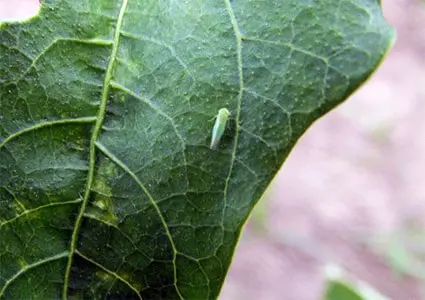 close-up detalhado de uma cigarrinha-verde, um pequeno inseto sugador, pousada sobre a superfície de uma fo