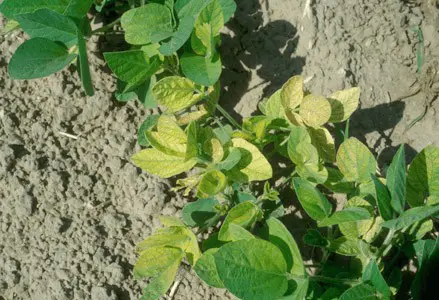 close de plantas jovens de soja em uma lavoura. No centro, destacam-se algumas plantas com folhas amarelad