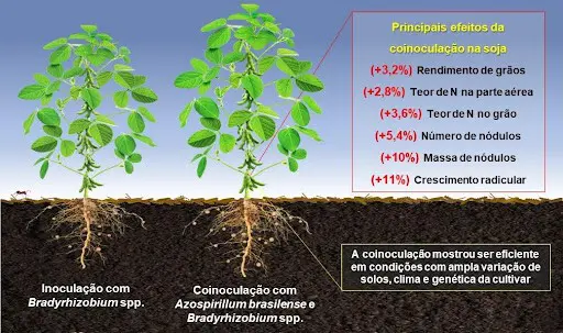 Este infográfico compara visualmente os efeitos de duas práticas de inoculação na cultura da soja. À esquerda, uma planta de