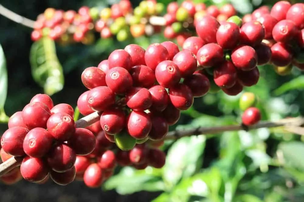 close-up de um ramo de cafeeiro, carregado com frutos em diferentes estágios de maturação. Em primeiro plan