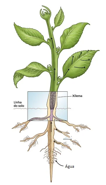 ilustração didática que detalha o processo de absorção e transporte de água em uma planta. Ela mostra a estrut