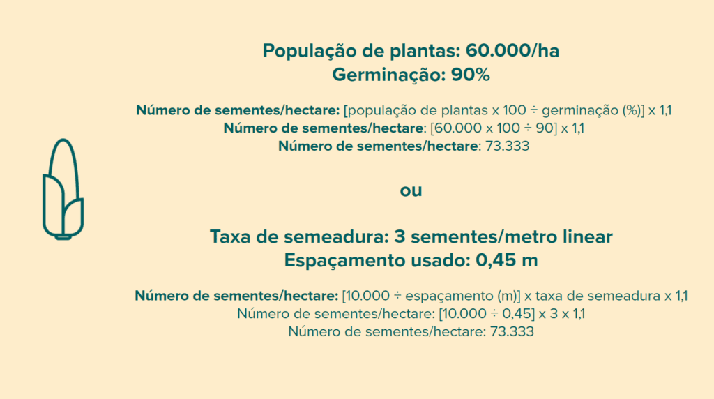 infográfico educacional que demonstra duas maneiras distintas de calcular o número de sementes necessár
