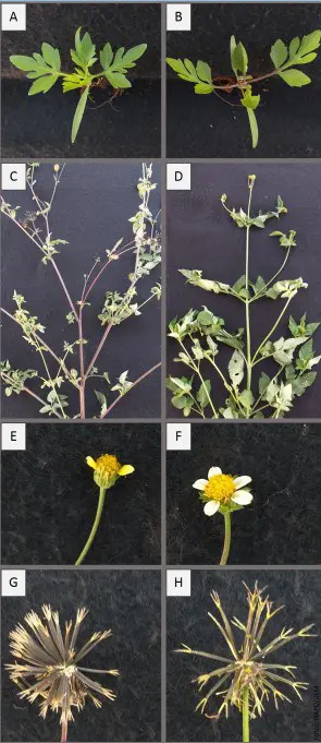 painel comparativo que ilustra as diferenças morfológicas entre duas espécies de plantas daninhas, provavelment