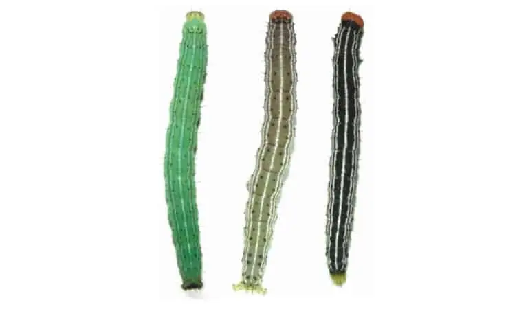 três lagartas da espécie Spodoptera frugiperda, conhecida como lagarta-do-cartucho, destacando sua notável var