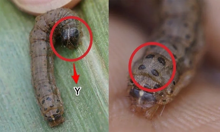 guia visual composto, projetado para auxiliar na identificação da lagarta-do-cartucho (Spodoptera frugiperda),
