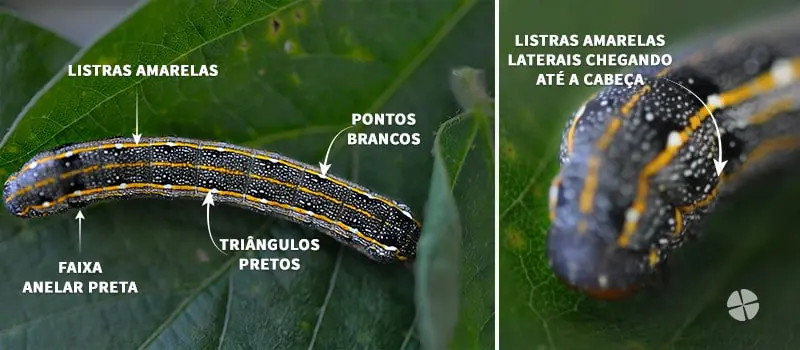 infográfico detalhado, dividido em dois painéis, que serve como um guia visual para a identificação de uma espé
